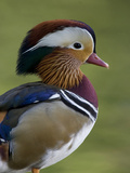 Portrait of a Male Mandarin Duck  Aix Galericulata