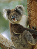 Koala (Phascolarctos Cinereus) Adult in Tree  Grampians National Park  Australia