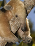 Southern Anteater (Tamandua Tetradactyla) Lounging in Tree