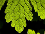 Close Up of a Leaf Showing Vein Detail