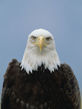 Bald Eagle (Haliaeetus Leucocephalus)  North America