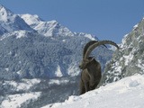Alpine Ibex (Capra Ibex) Adult Male Standing in Snowy Mountains  Alps  France