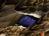 Close Up of a Male Mallard Duck's  Anas Platyrhynchos  Feathers