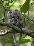 Long-Tailed or Crab-Eating Macaque (Macaca Fascicularis) Pair in Tree with Babies  Malaysia