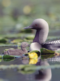 Pacific Loon (Gavia Pacifica) Parent and Chick Swimming Among Water Lilies