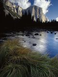 River Grasses at Merced River  Reflection of Late Light on El Capitan  Yosemite  California