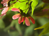 Backlit Maple Leaves and Seeds