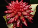 Flower (Kundardtia Sp) Autana Tepui  Venezuela