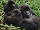 Mountain Gorillas (Gorilla Gorilla Beringei) Female  Virunga Mountains