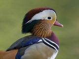 Portrait of a Male Mandarin Duck  Aix Galericulata