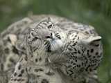 Snow Leopard (Uncia Uncia) Pair Playing Together  Endangered  Native to Asia and Russia