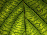 Close Up of a Leaf Showing Vein Detail