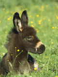 Donkey (Equus Asinus) Foal Resting in Field of Flowers  Germany