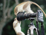 Iferal Vervet Monkeys or Green Monkeys (Cercopithecus Aethiops) Playing on Camera