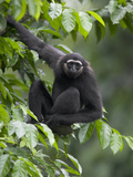 Muller's Bornean Gray Gibbon (Hylobates Muelleri) in Tree  Native to Southeast Asia