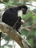 Angolan Colobus or Angolan Black and White Colobus (Colobus Angolensis)  Kenya