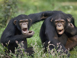 Chimpanzee (Pan Troglodytes) Pair Vocalizing  La Vallee Des Singes Primate Center  France
