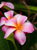 Blossoms of Plumeria  or Frangipani  Cultivated for Lei Garlands