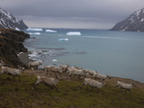 A Herd of Reindeer Running on the Fortuna Bay Coast