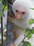 Spotted Cuscus (Phalanger Maculatus) in Tree  Papua New Guinea