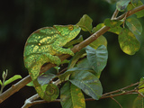 Parson's Chameleon (Chamaeleo Parsonii) Female  Eastern Rainforest  Madagascar