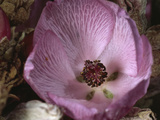 Santa Cruz Island Bush Mallow  Malacothamnus Fasciculatus Var