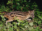 Malagasy Civet or Striped Civet (Fossa Fossana) Side View  Eastern Madagascar