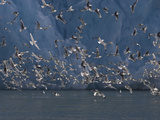 Kittiwakes Flying Near a Glacier