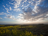 Mustard Flowers Bloom under a Dramatic Sky