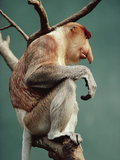 Proboscis Monkey (Nasalis Larvatus)  Bronx Zoo  New York