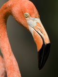 Portrait of a Greater Flamingo  Phoenicopterus Roseus