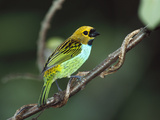 Gilt-Edged Tanager (Tangara Cyanoventris) Perching on Branch  Atlantic Forest  Brazil