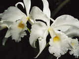 Orchid  Close-Up of White Flowers Wet with Rain  Atlantic Forest  Brazil