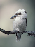 Laughing Kookaburra (Dacelo Novaeguineae) Perching on Branch  Australia