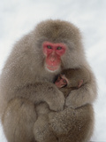 Japanese Macaque or Snow Monkey (Macaca Fuscata) Mother Holding Baby  Japan