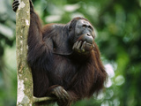 Orangutan (Pongo Pygmaeus) Adult Sitting in Tree Holding His Head in His Hand  Borneo