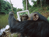 Chimpanzee (Pan Troglodytes) Female Trying to Touch Behind the Mirror  Gabon