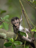 Long-Tailed or Crab-Eating Macaque (Macaca Fascicularis) Baby in Tree  Malaysia
