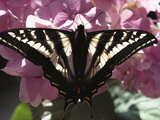 Tiger Swallowtail Butterfly (Papilio Glaucus) Perching on Pink Flowers  North America