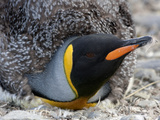 An Adult King Penguin During Molt