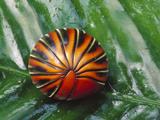 Glomeris (Glomeris Sp) Millipede Rolled into a Protective Ball  Kalimantan  Indonesia