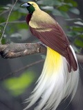 Raggiana Bird of Paradise (Paradisaea Raggiana)  Native to Papua New Guinea