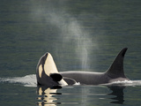A Killer Whale Calf Raises Out of the Water Next to an Adult