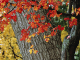 Bright Red Maple Leaves Against an Oak Trunk