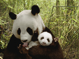 Giant Panda (Ailuropoda Melanoleuca) Gongzhu and Cub in Bamboo Forest