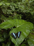 Blue Morpho (Morpho Peleides) Butterfly  in the Rainforest  Ecuador