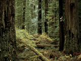Man Climbing a Giant Redwood Tree