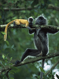 Crested Langur (Semnopithecus Cristatus) Adult Female and Baby