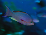 A Colorful Anthais Fish Swims in a Reef Environment