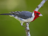 Red-Crested Cardinal (Paroaria Coronata) Perched on Branch  Pantanal  Brazil